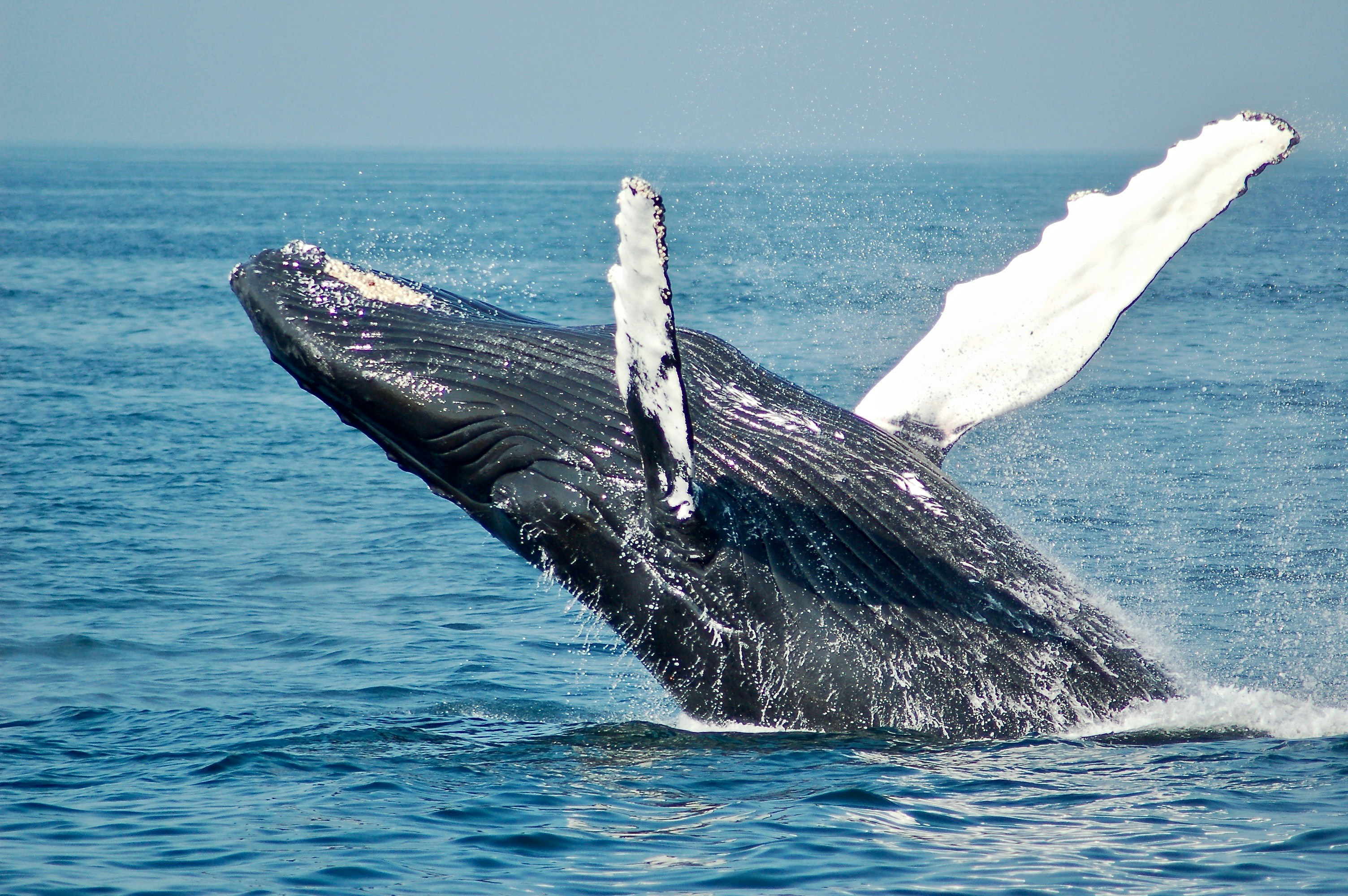 Temporada de Ballenas en Península Valdés