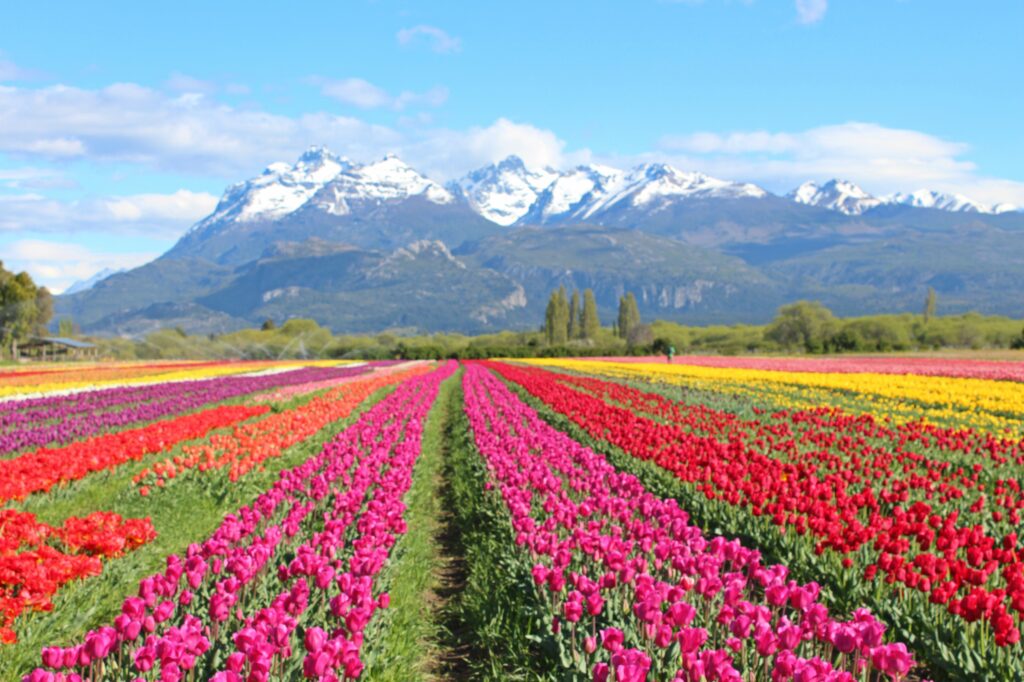 Temporada de Tulipanes