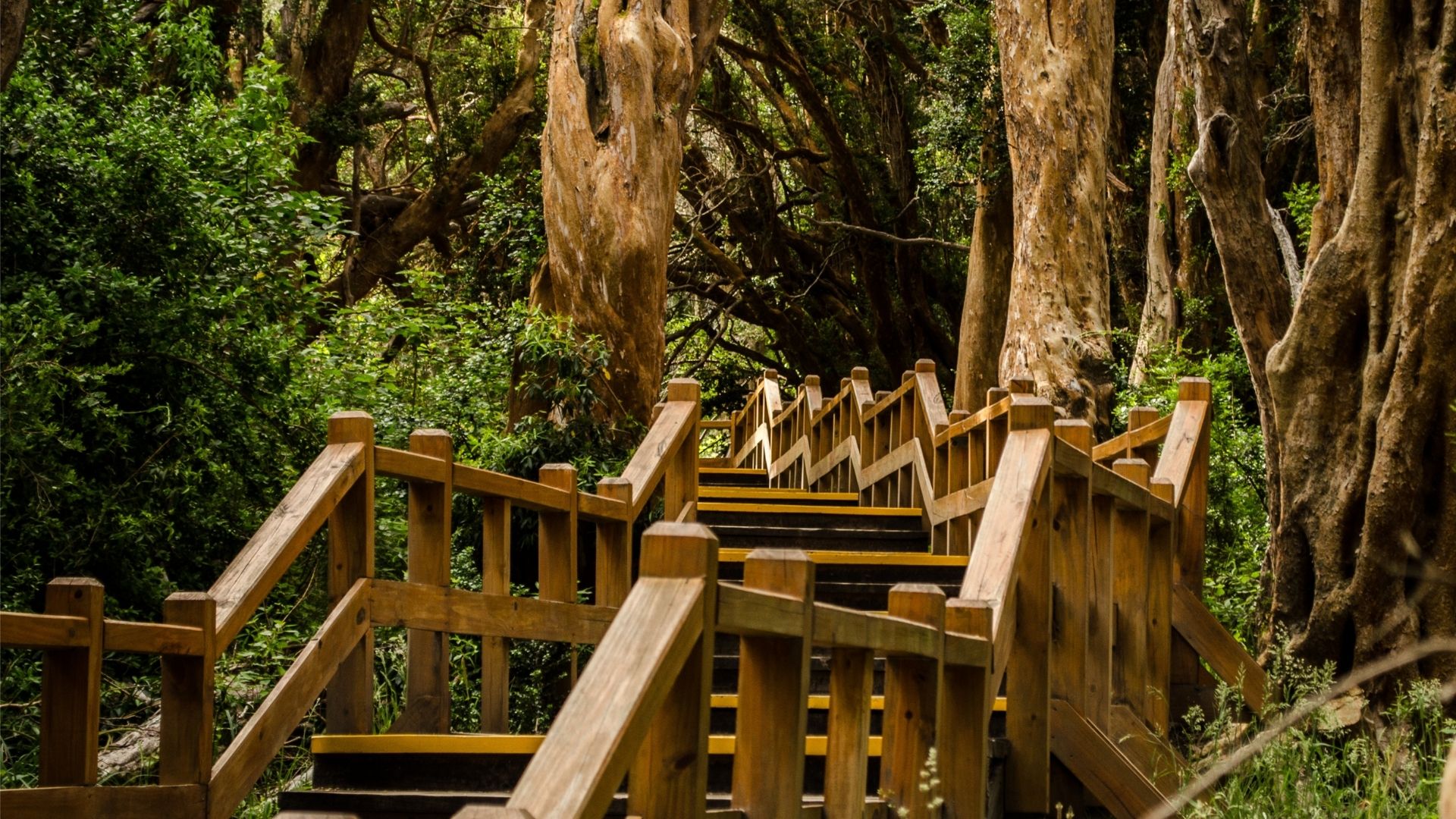 Isla Victoria and the Arrayanes Forest: the lake that holds two worlds